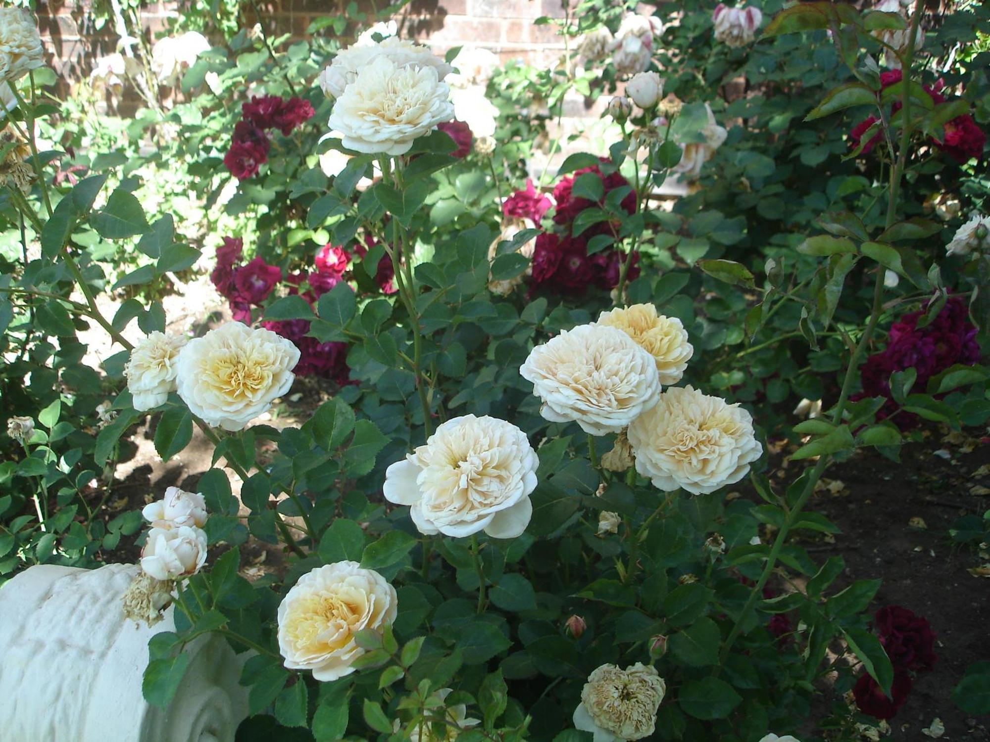 Buxton Manor Bed and Breakfast Αδελαΐδα Εξωτερικό φωτογραφία